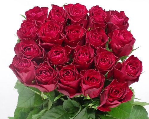 MADAM RED, Premium Plus Red Rose