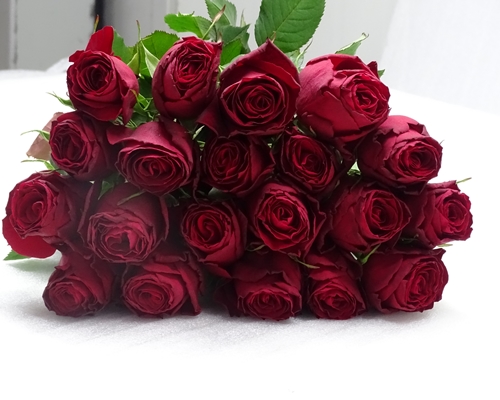 ROBINA,Premium, Large Headed Rose