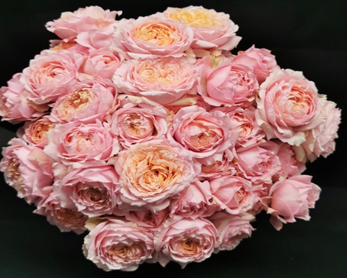 ROMANTIC BUBBLE ,Garden Spray Rose