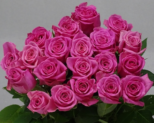 LOVELY PINK, Regular Rose