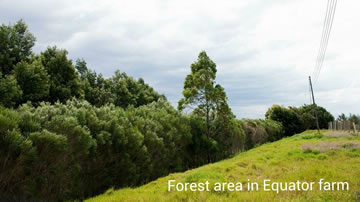 Forest Area in Equator Farm