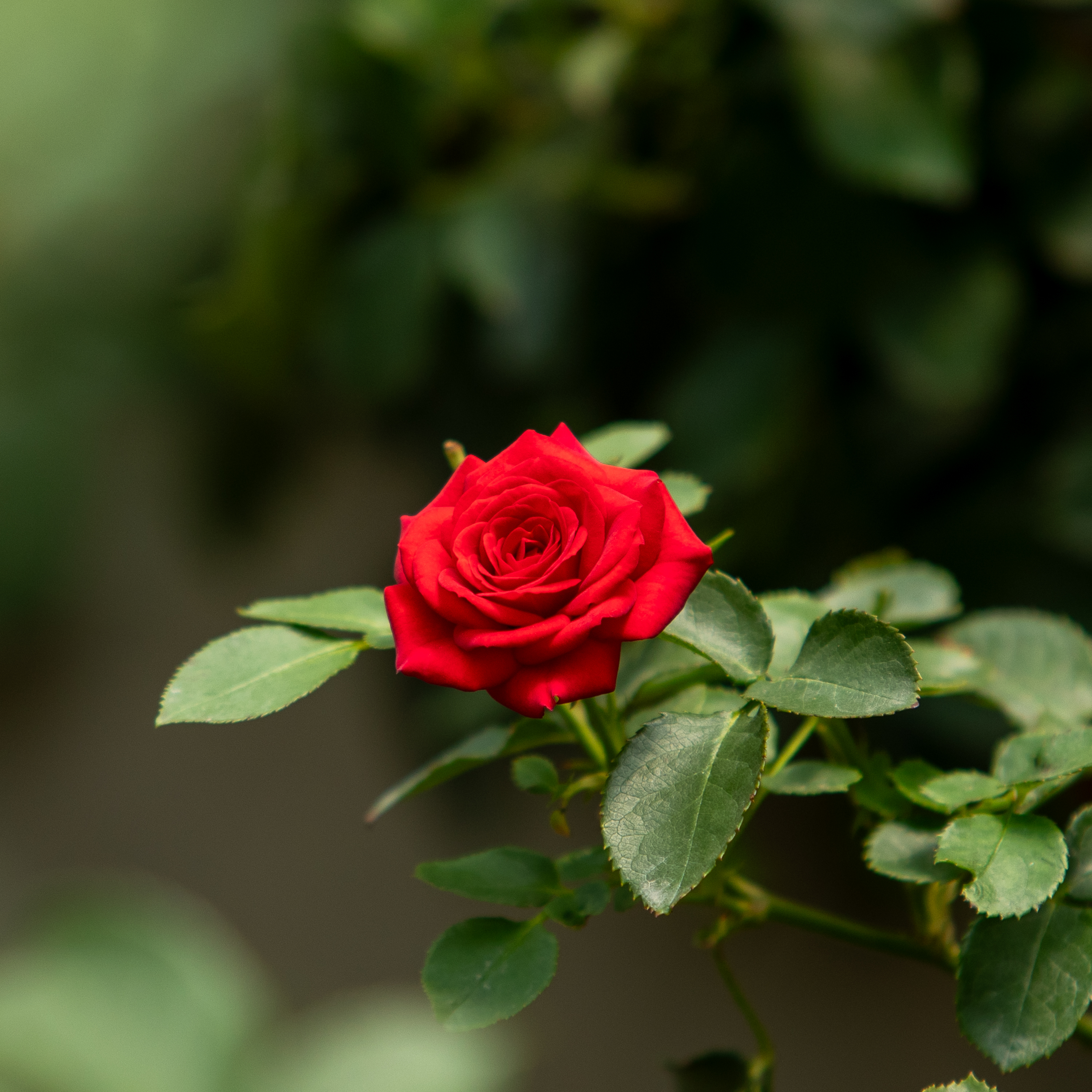 Sian Flowers Farm